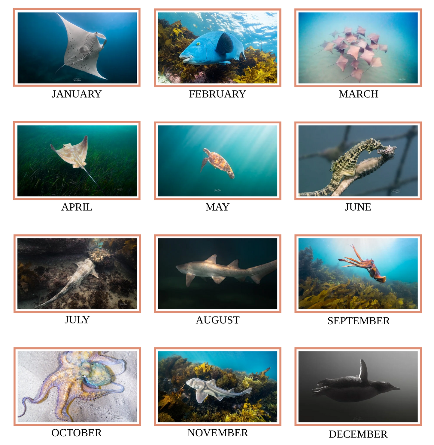 2026 Wild Manly Calendar – Beneath the Waves
