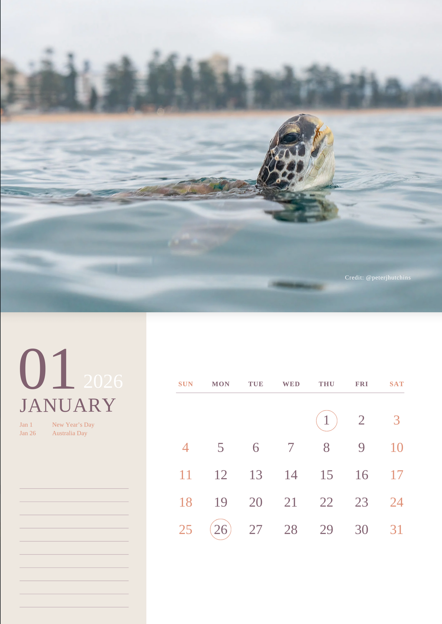 2026 Australian Green Sea Turtle Calendar