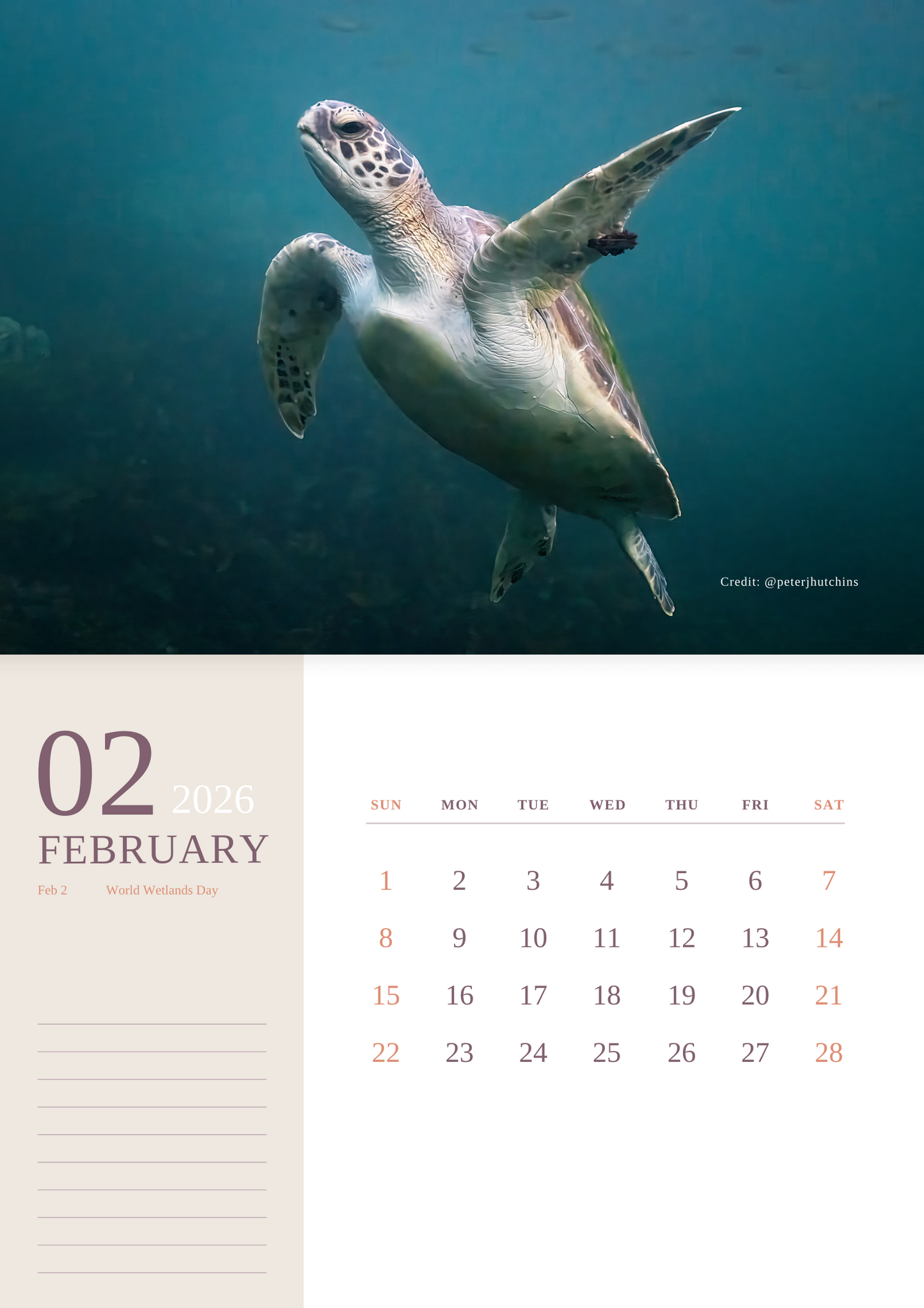 2026 Australian Green Sea Turtle Calendar
