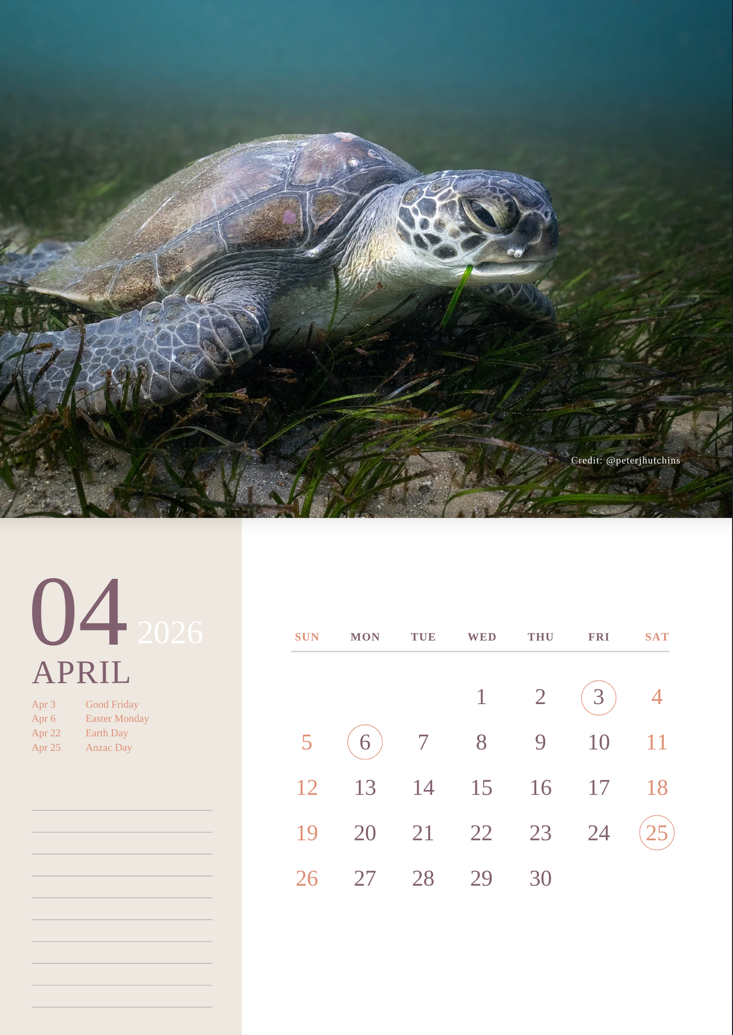 2026 Australian Green Sea Turtle Calendar