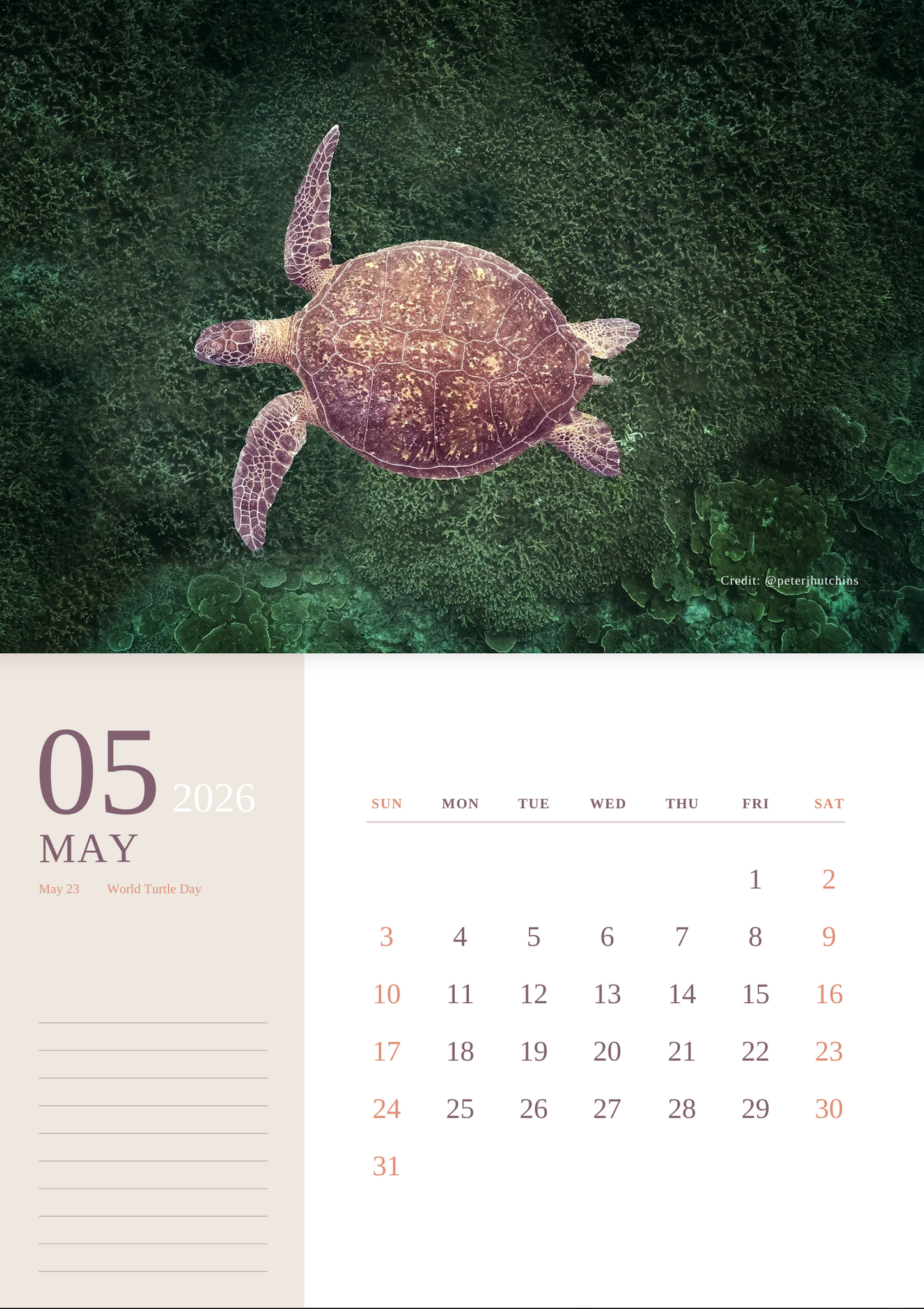 2026 Australian Green Sea Turtle Calendar