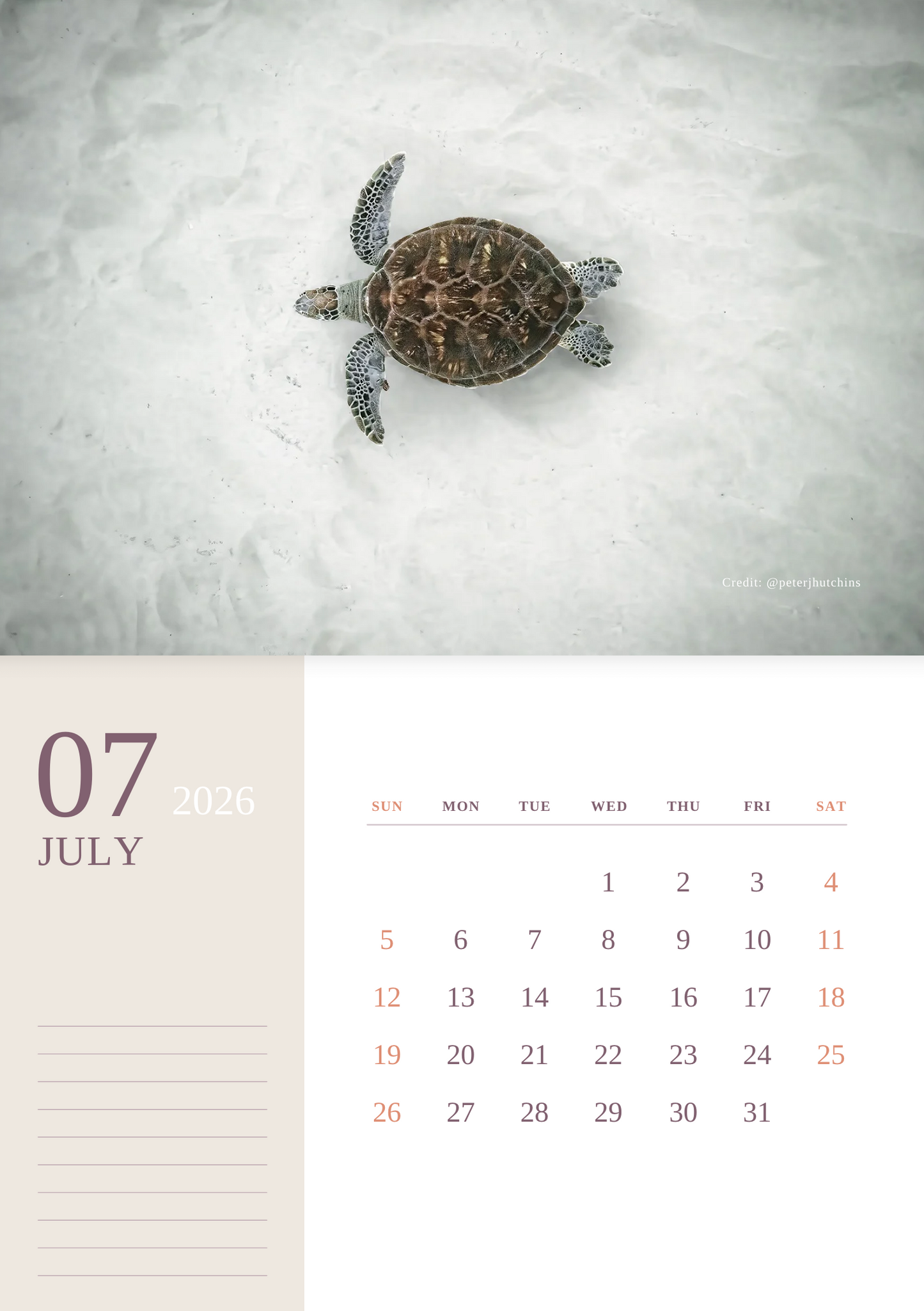 2026 Australian Green Sea Turtle Calendar