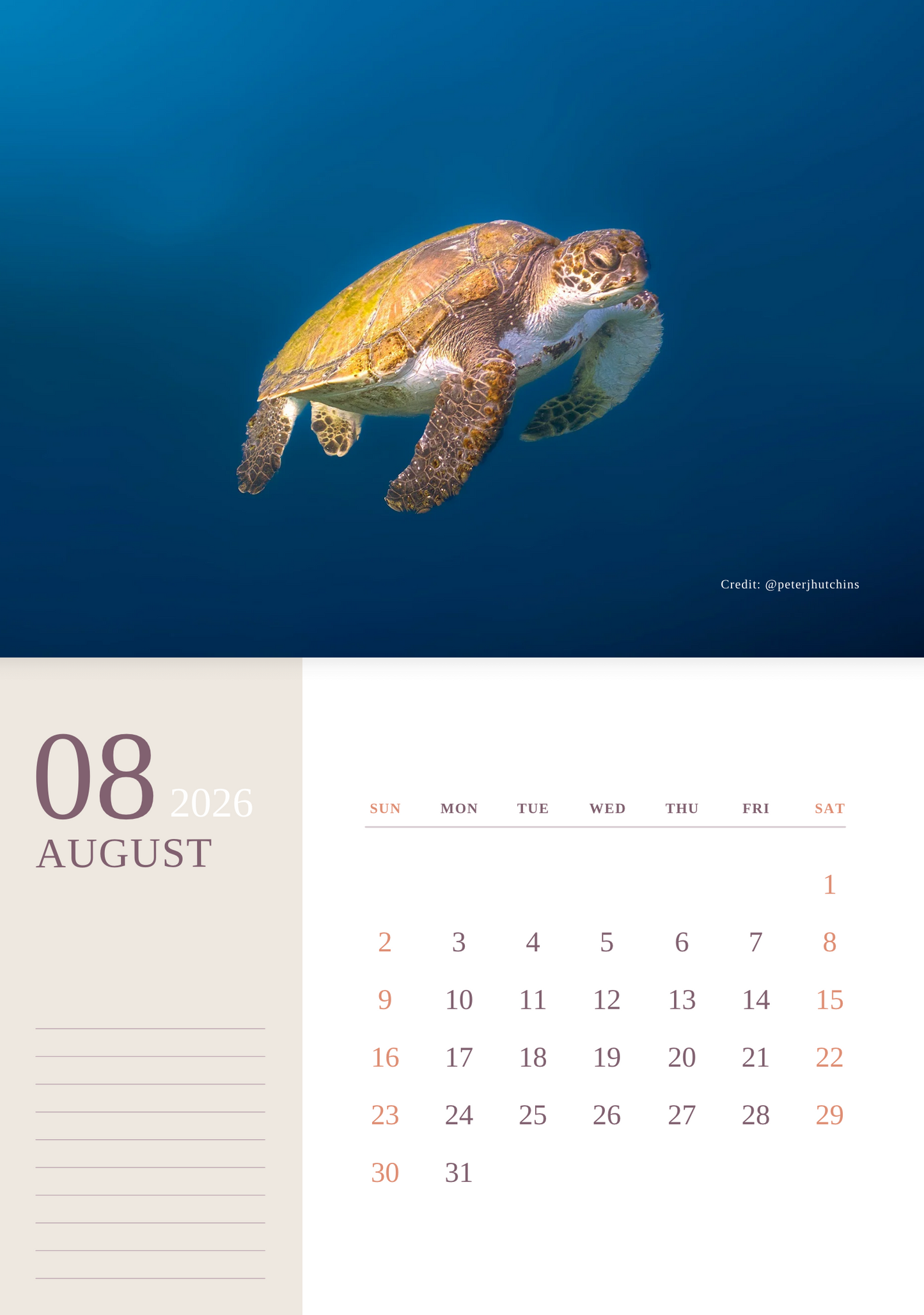2026 Australian Green Sea Turtle Calendar