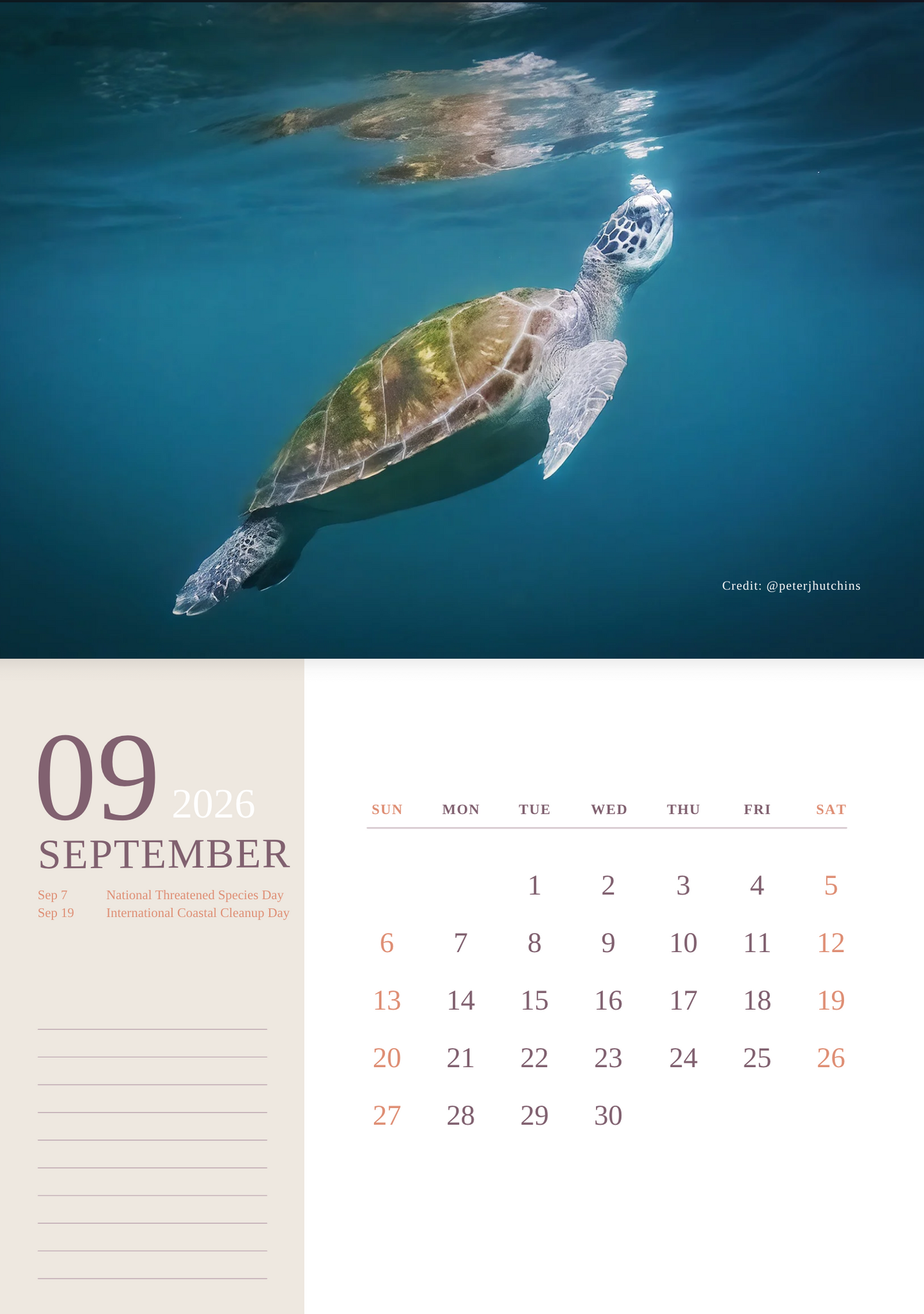 2026 Australian Green Sea Turtle Calendar