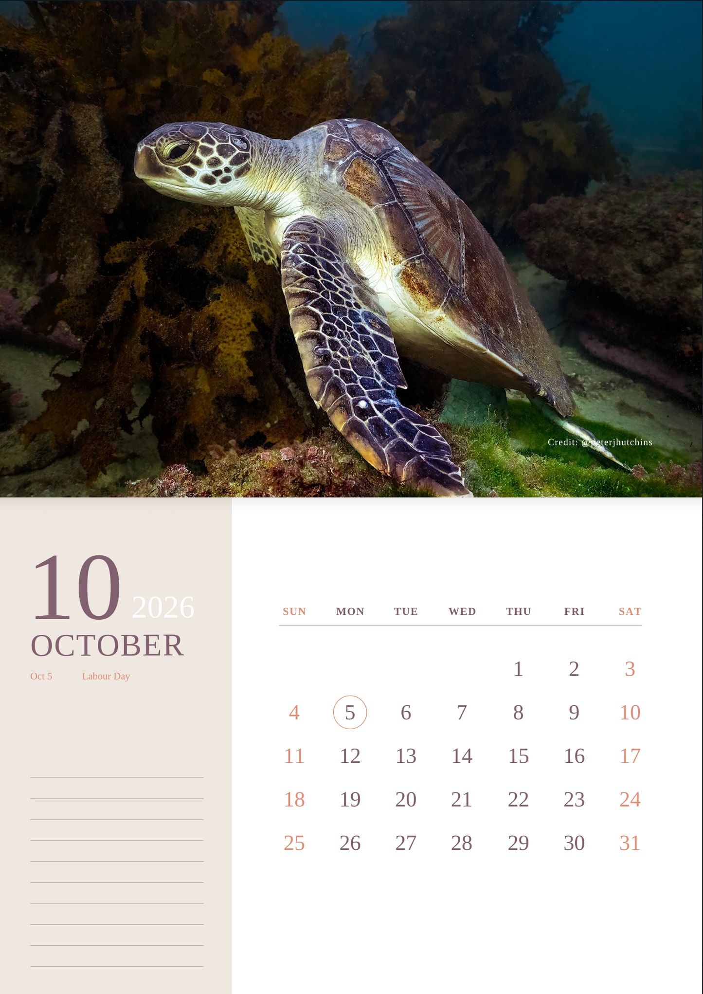2026 Australian Green Sea Turtle Calendar