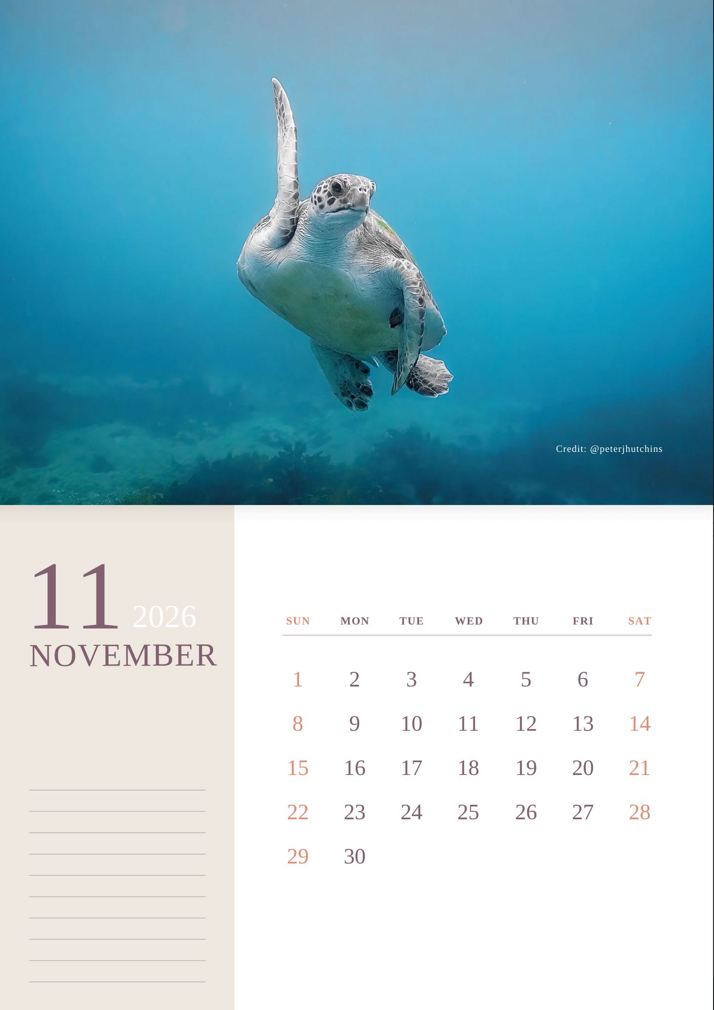 2026 Australian Green Sea Turtle Calendar