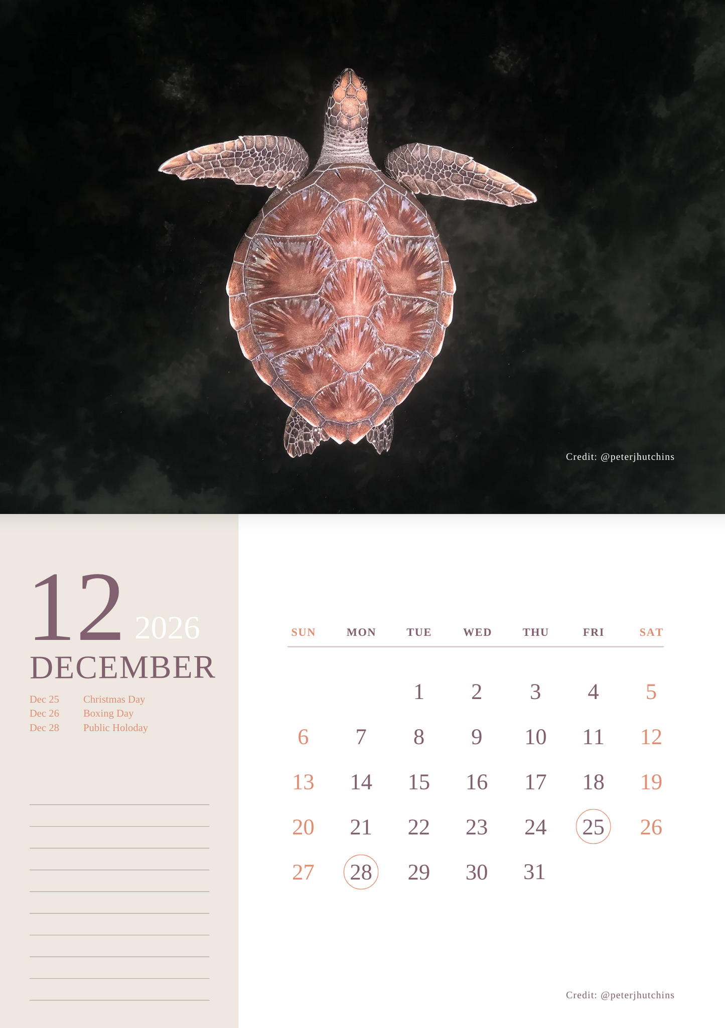 2026 Australian Green Sea Turtle Calendar