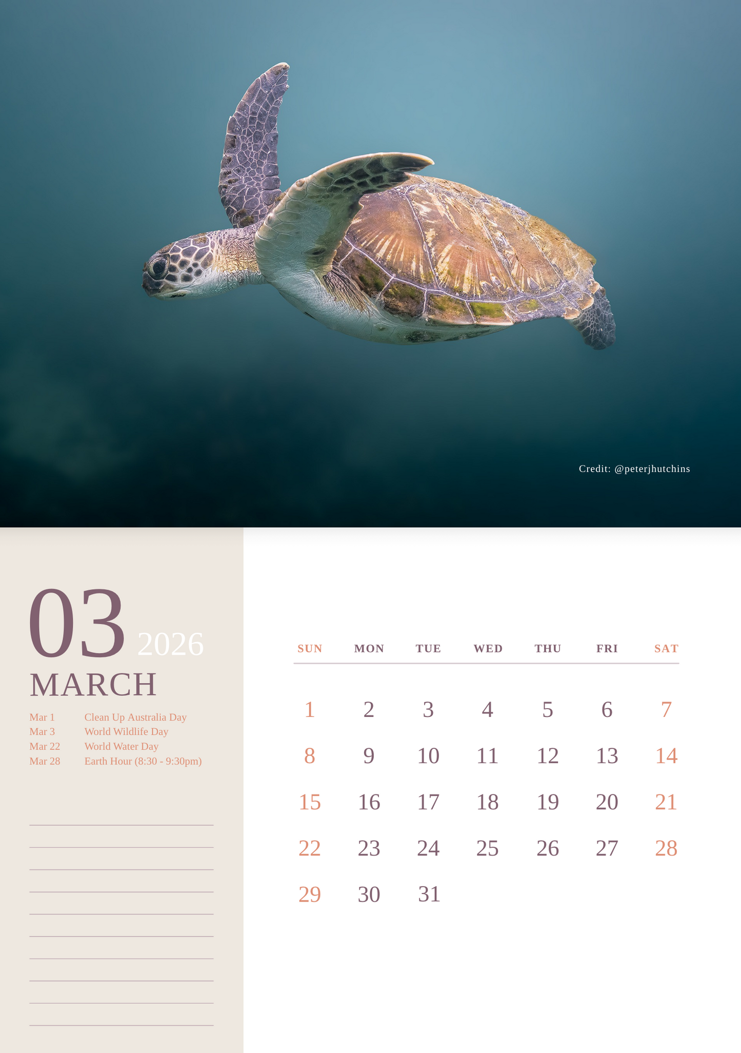 2026 Australian Green Sea Turtle Calendar