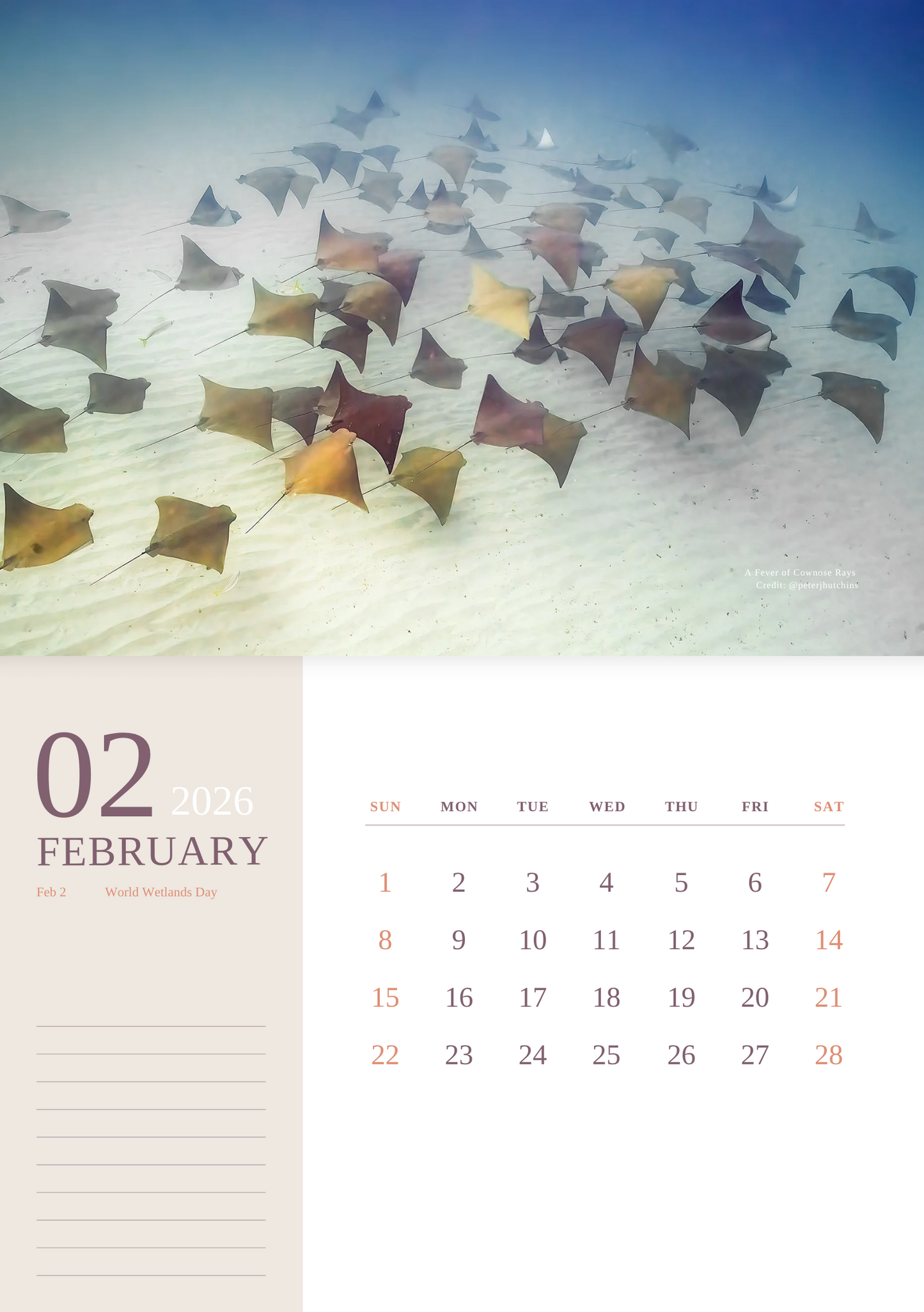 2026 Ocean Wildlife Calendar – Discover Australia’s Underwater Wonders