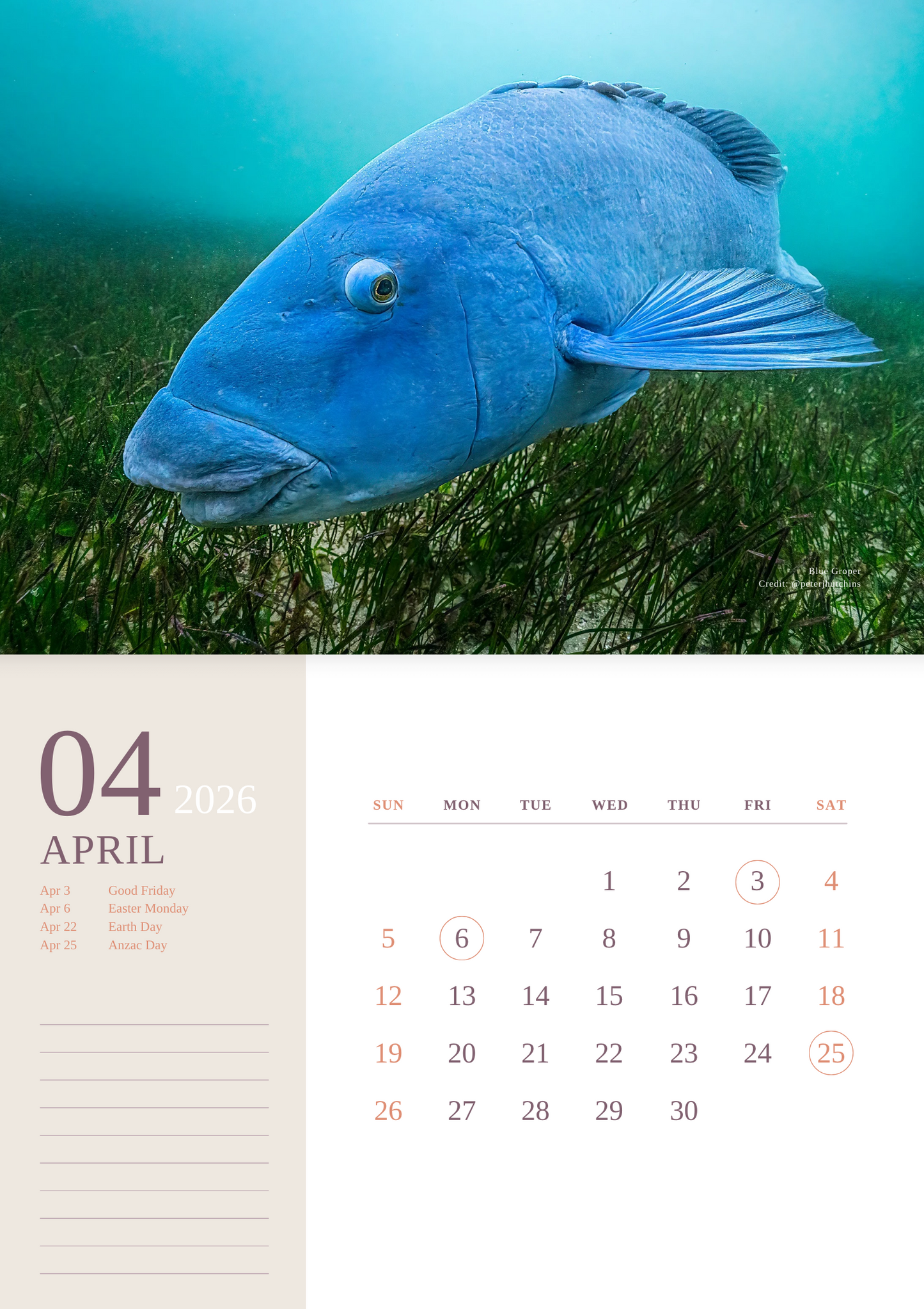 2026 Ocean Wildlife Calendar – Discover Australia’s Underwater Wonders