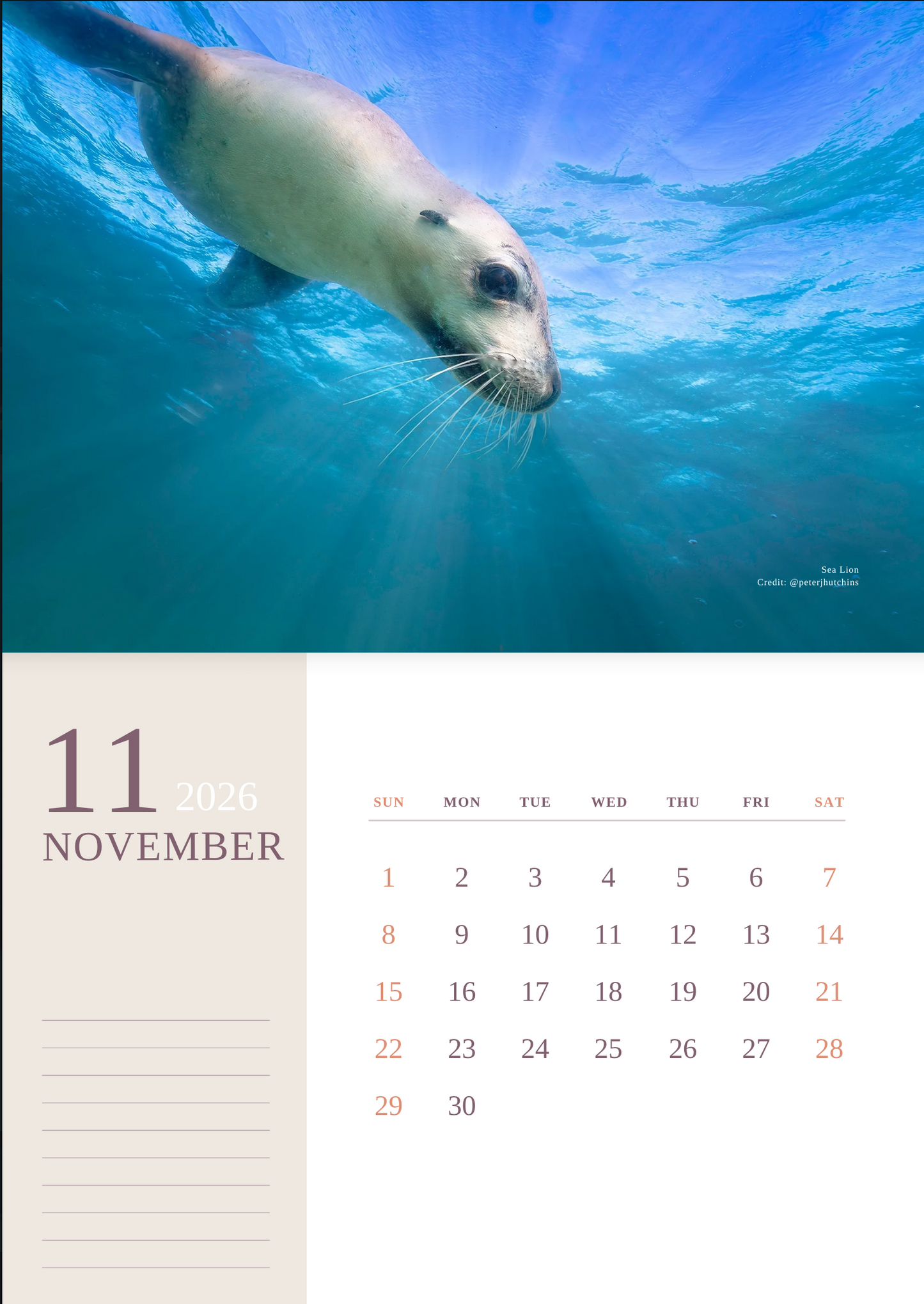 2026 Ocean Wildlife Calendar – Discover Australia’s Underwater Wonders