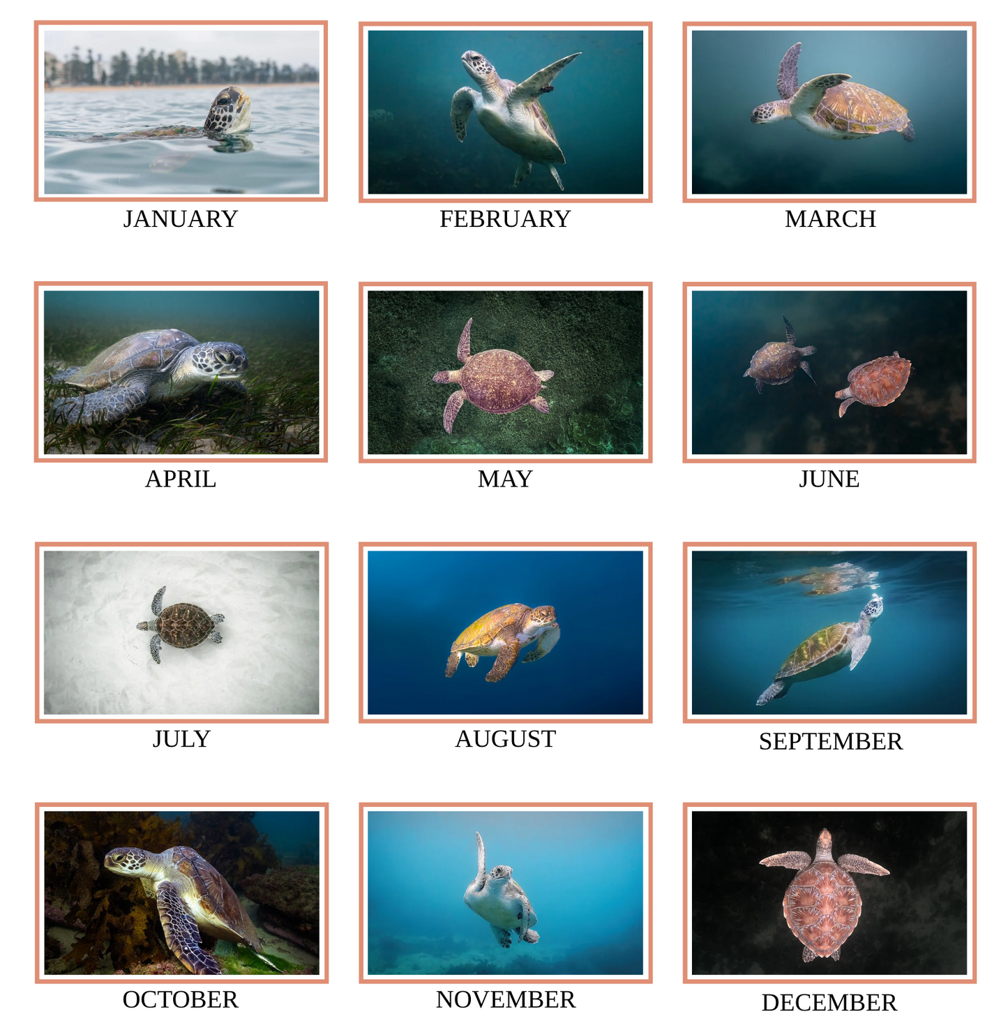 2026 Australian Green Sea Turtle Calendar