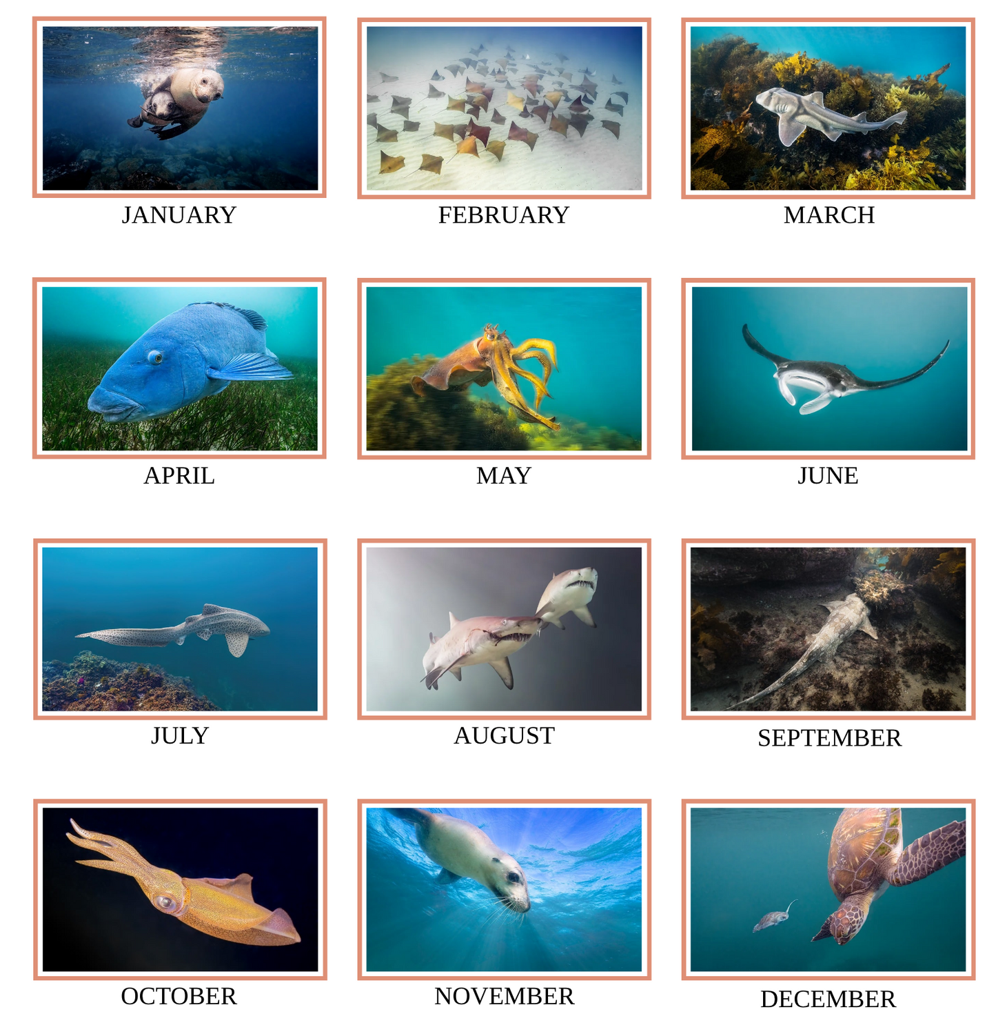2026 Ocean Wildlife Calendar – Discover Australia’s Underwater Wonders