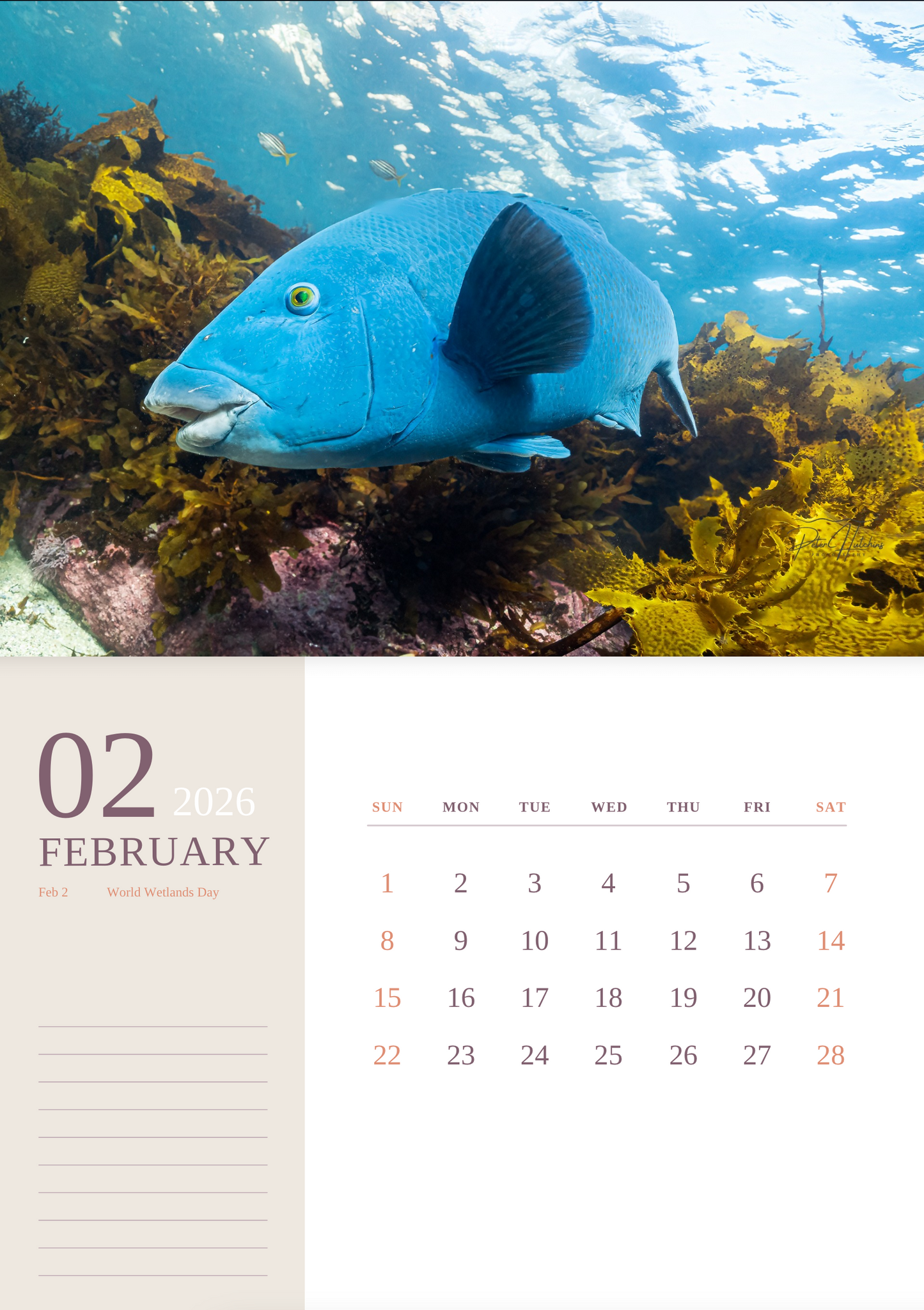 2026 Wild Manly Calendar – Beneath the Waves