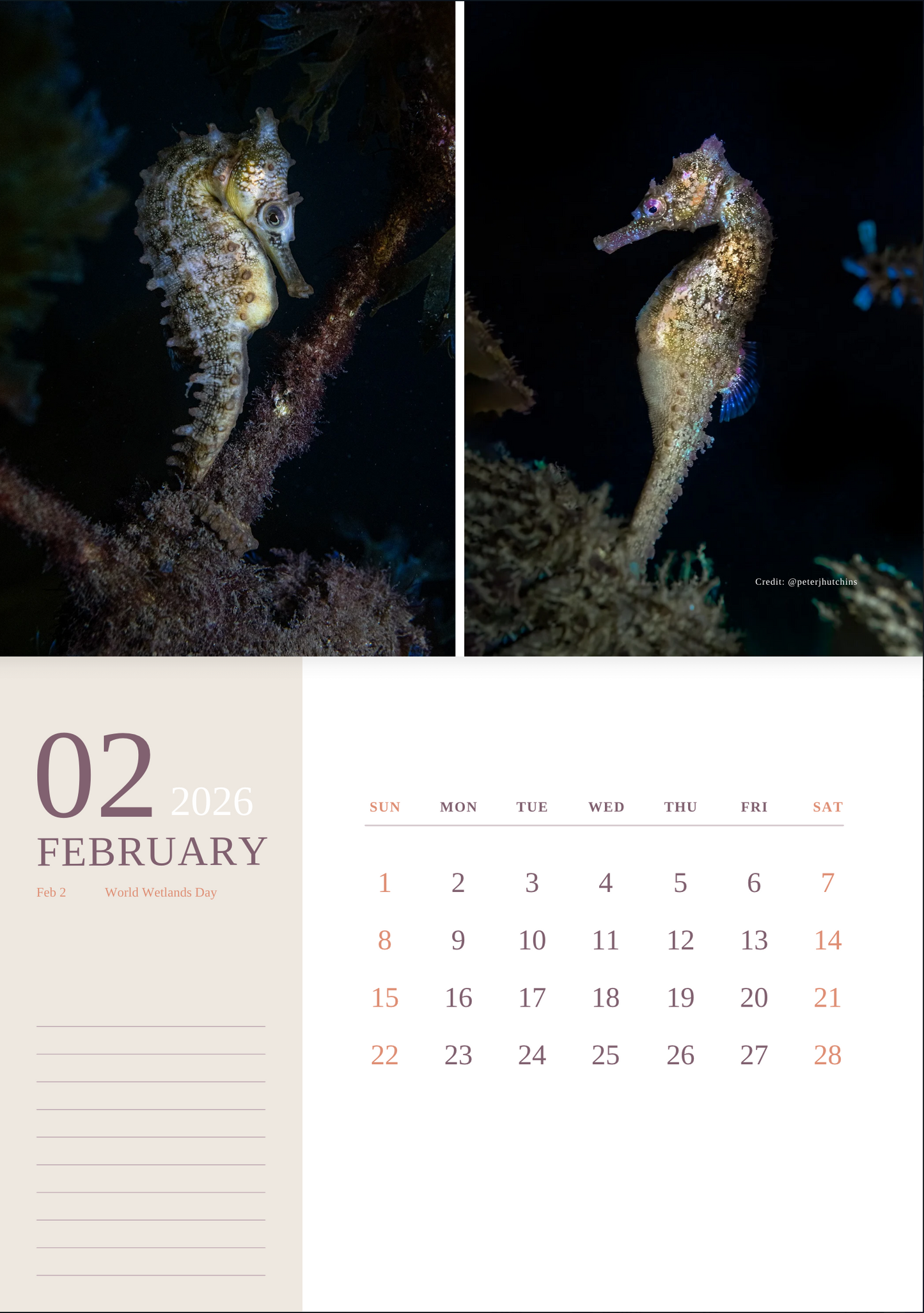 2026 Endangered Sydney "White's" Seahorse Calendar