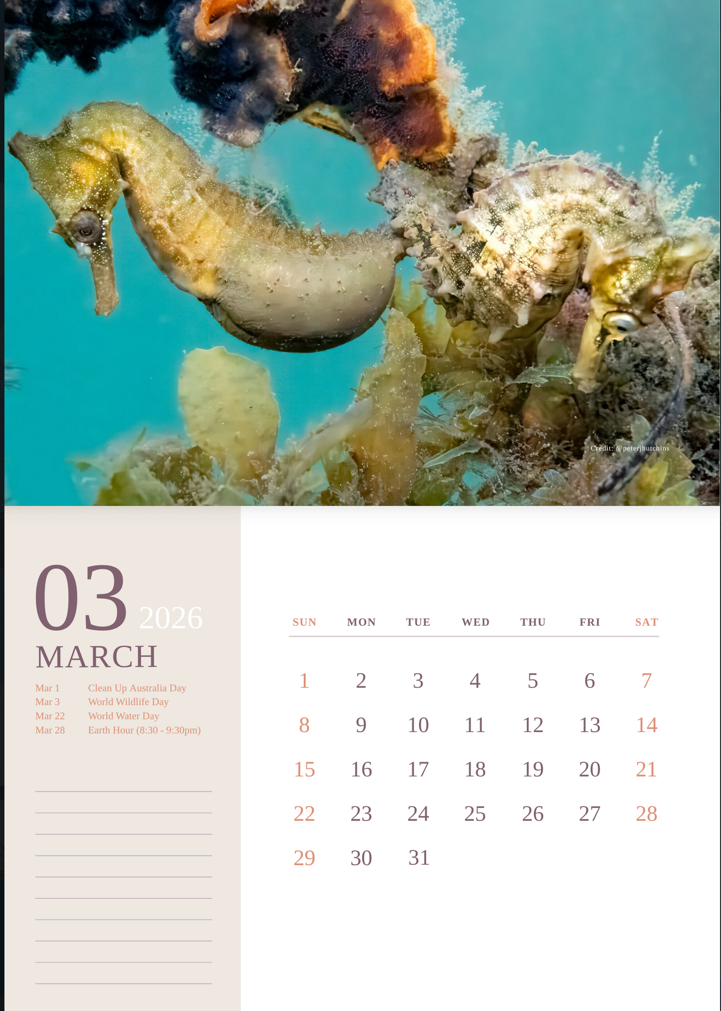 2026 Endangered Sydney "White's" Seahorse Calendar