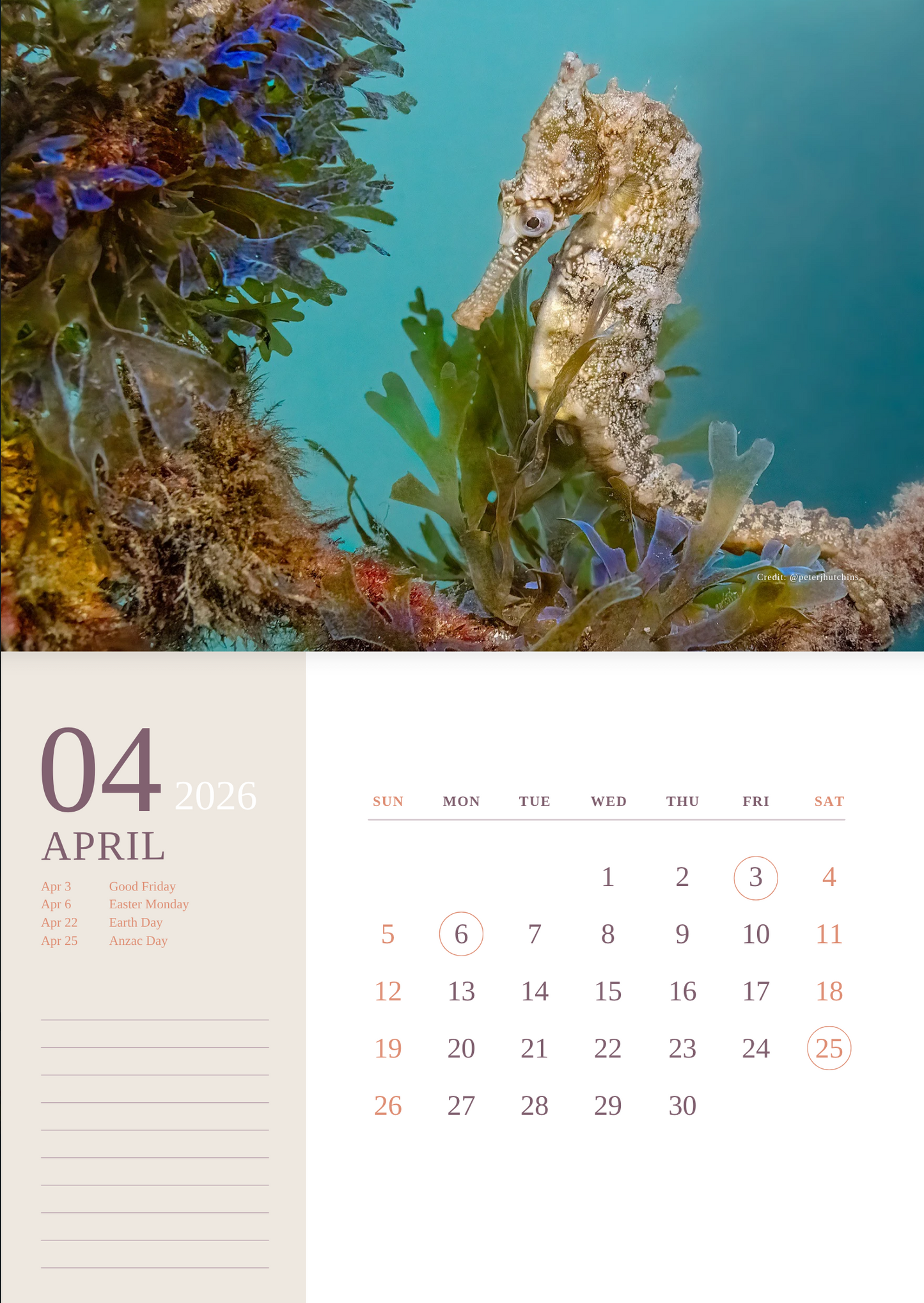2026 Endangered Sydney "White's" Seahorse Calendar