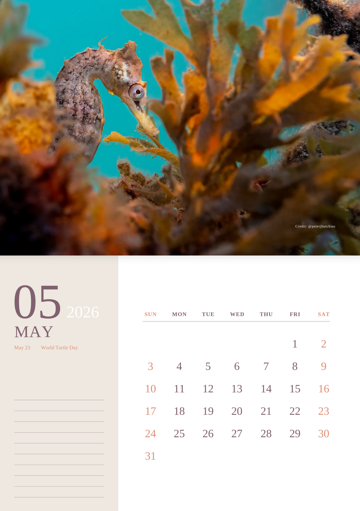 2026 Endangered Sydney "White's" Seahorse Calendar