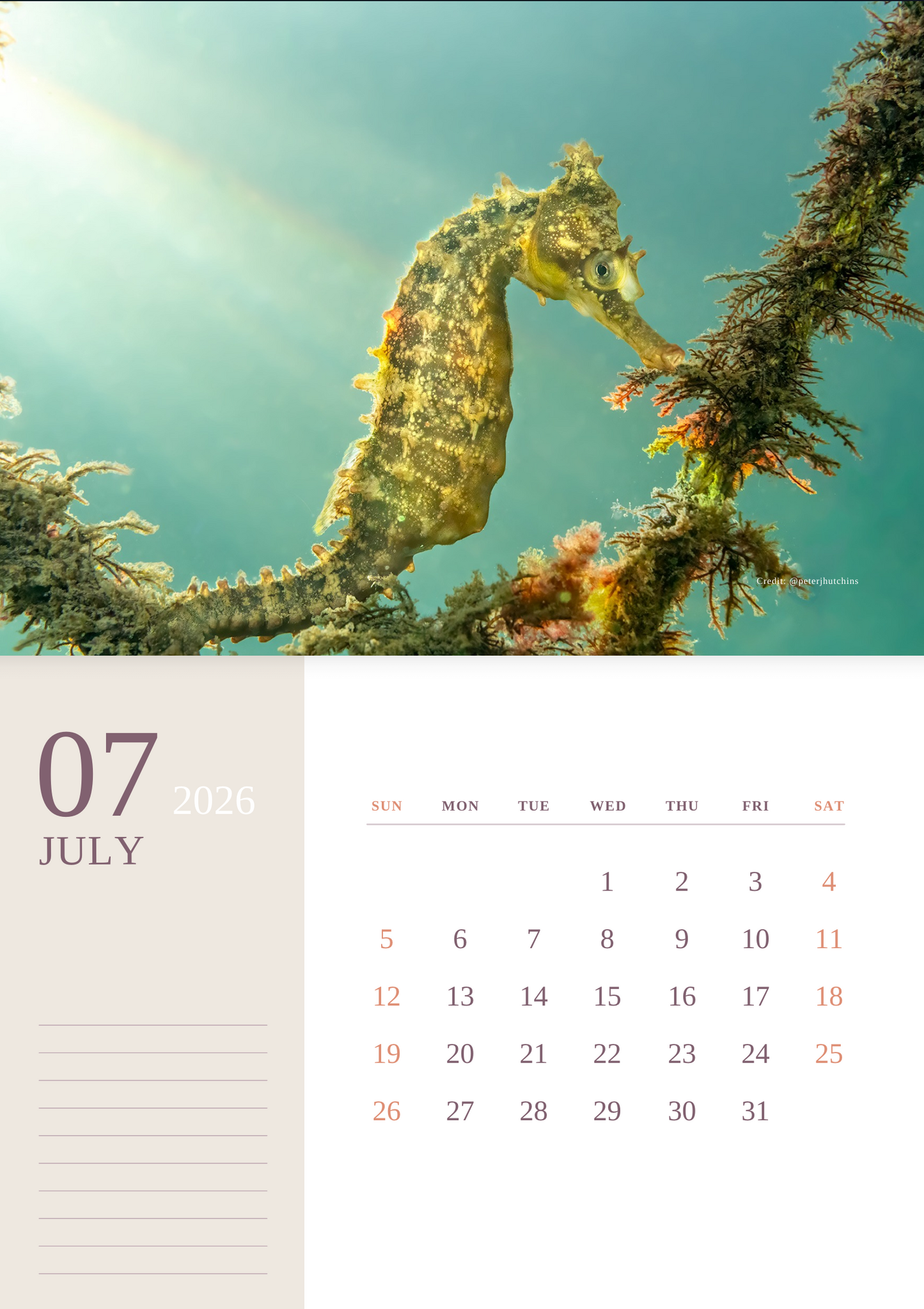 2026 Endangered Sydney "White's" Seahorse Calendar