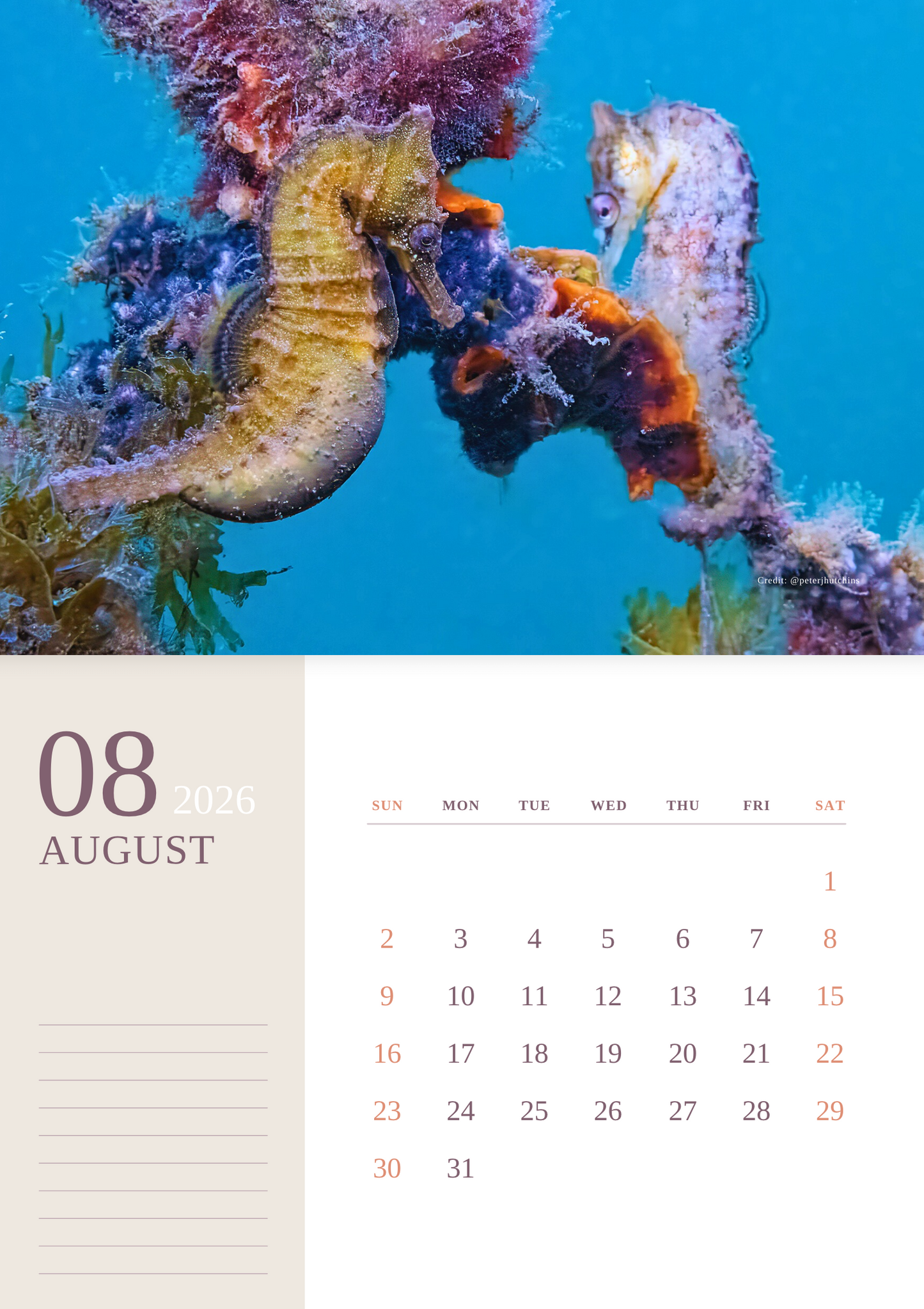 2026 Endangered Sydney "White's" Seahorse Calendar