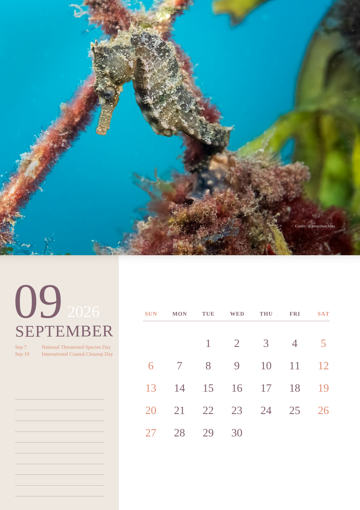 2026 Endangered Sydney "White's" Seahorse Calendar