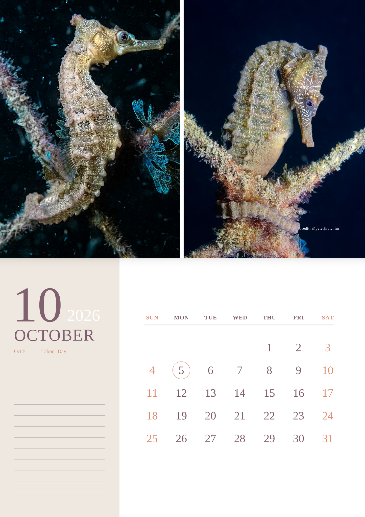 2026 Endangered Sydney "White's" Seahorse Calendar