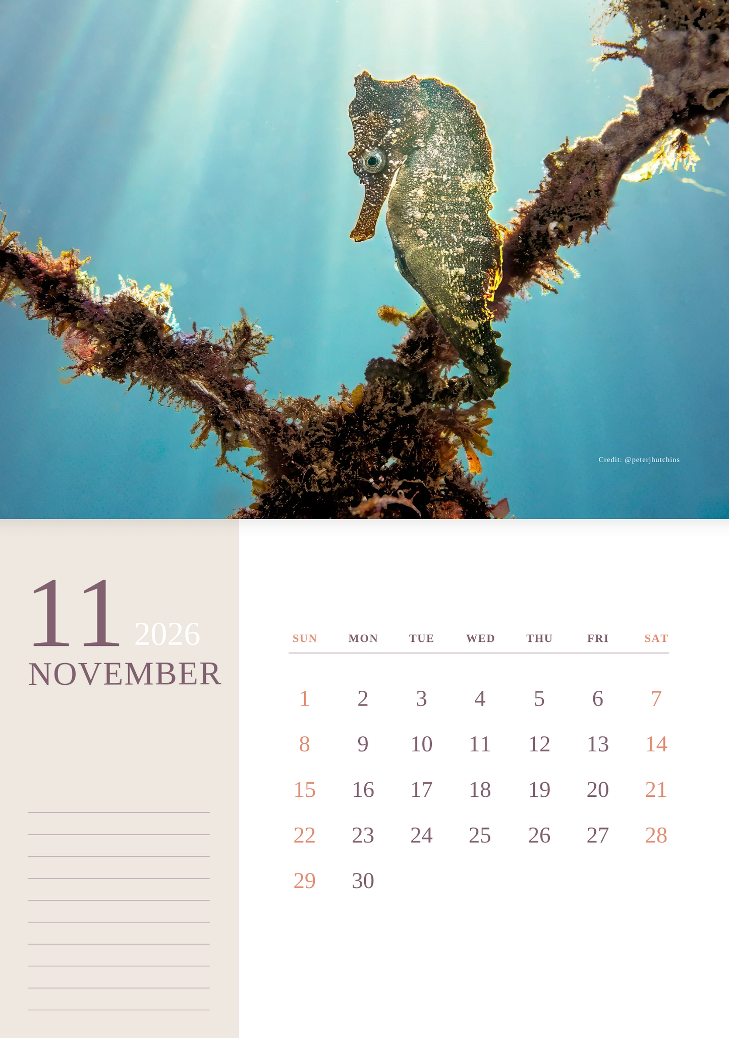 2026 Endangered Sydney "White's" Seahorse Calendar