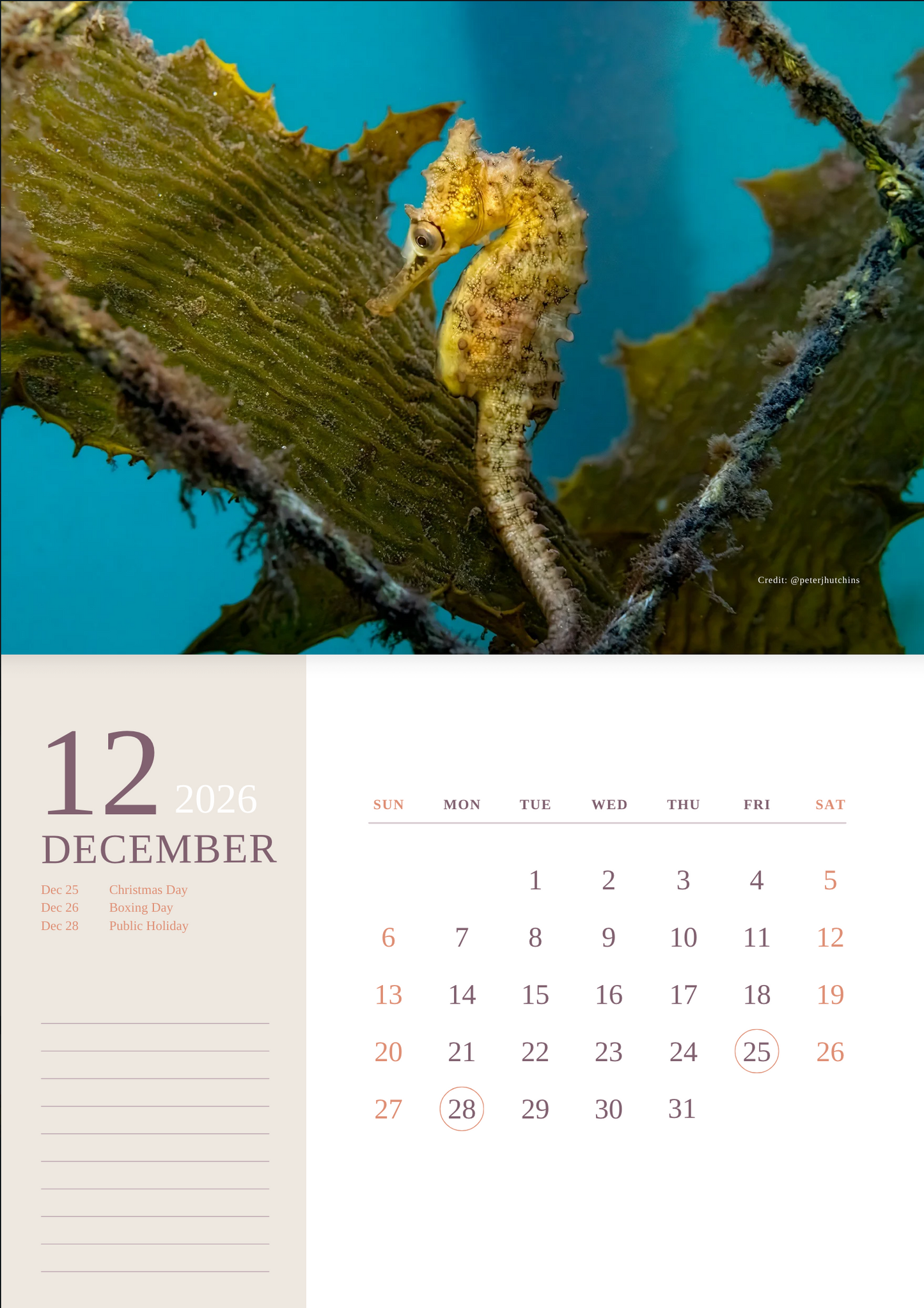 2026 Endangered Sydney "White's" Seahorse Calendar