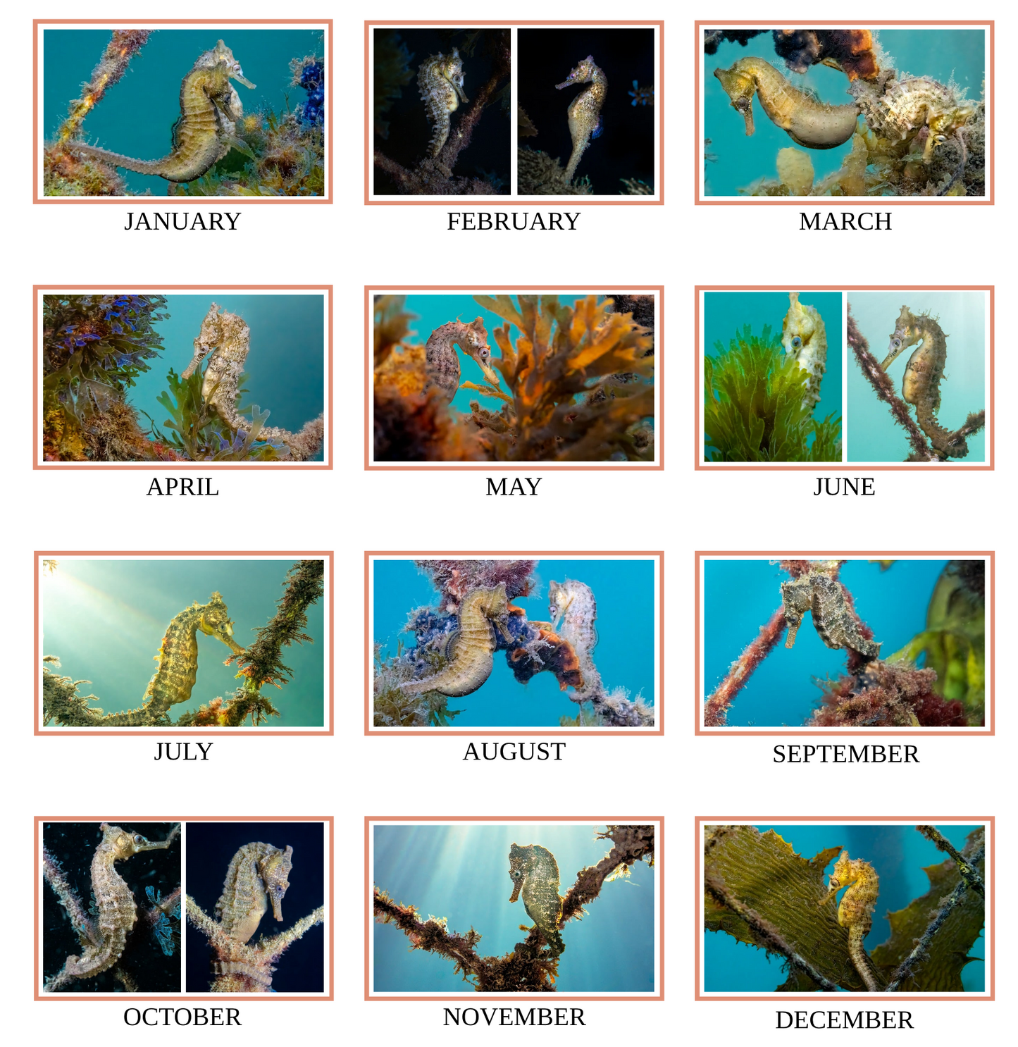 2026 Endangered Sydney "White's" Seahorse Calendar