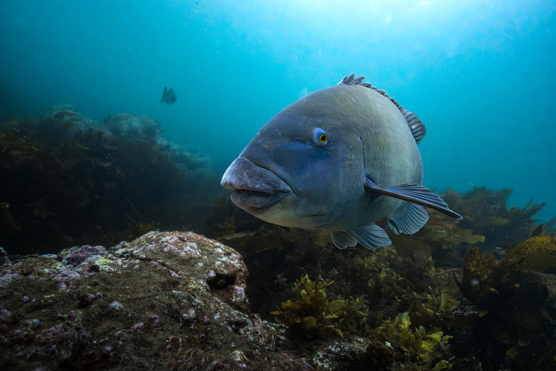Blue Grouper