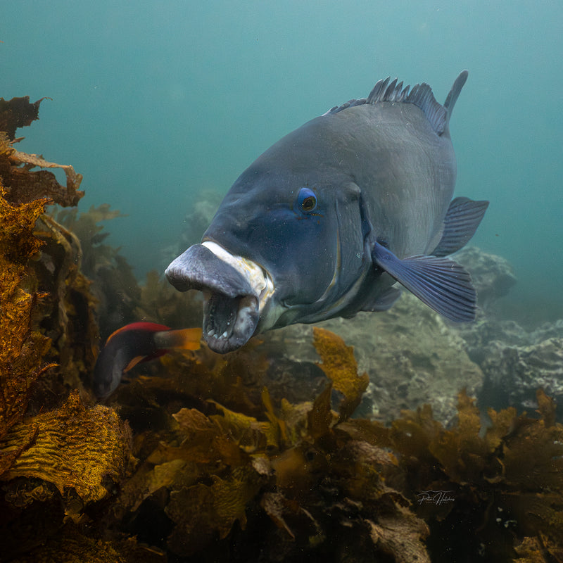 Blue Grouper