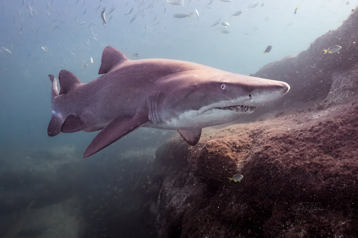 Grey Nurse Shark