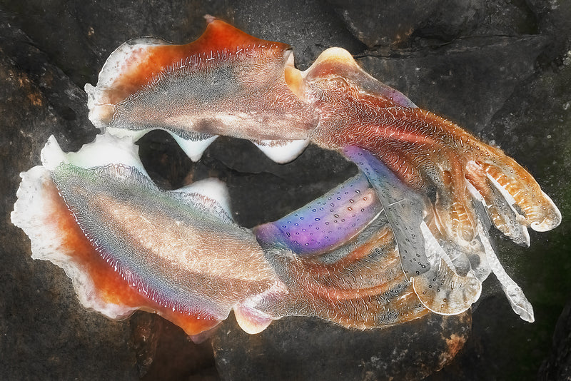Giant Cuttlefish