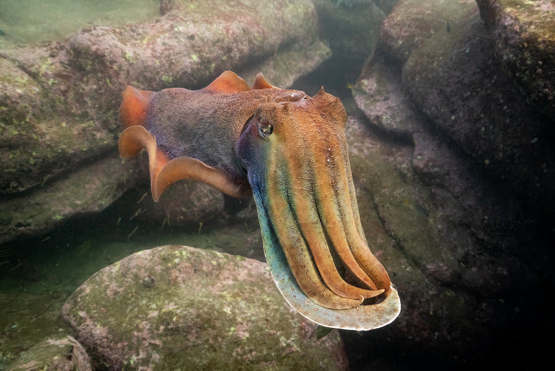 Giant Cuttlefish