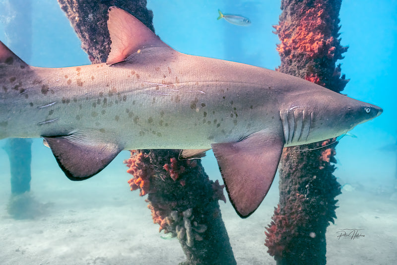 Grey Nurse Shark