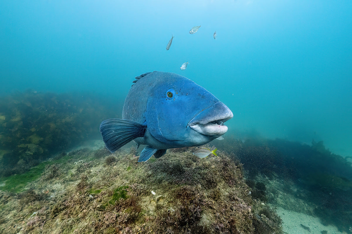 Grouper