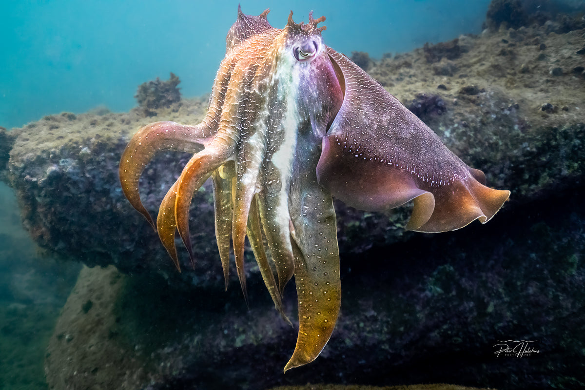 Giant Cuttlefish