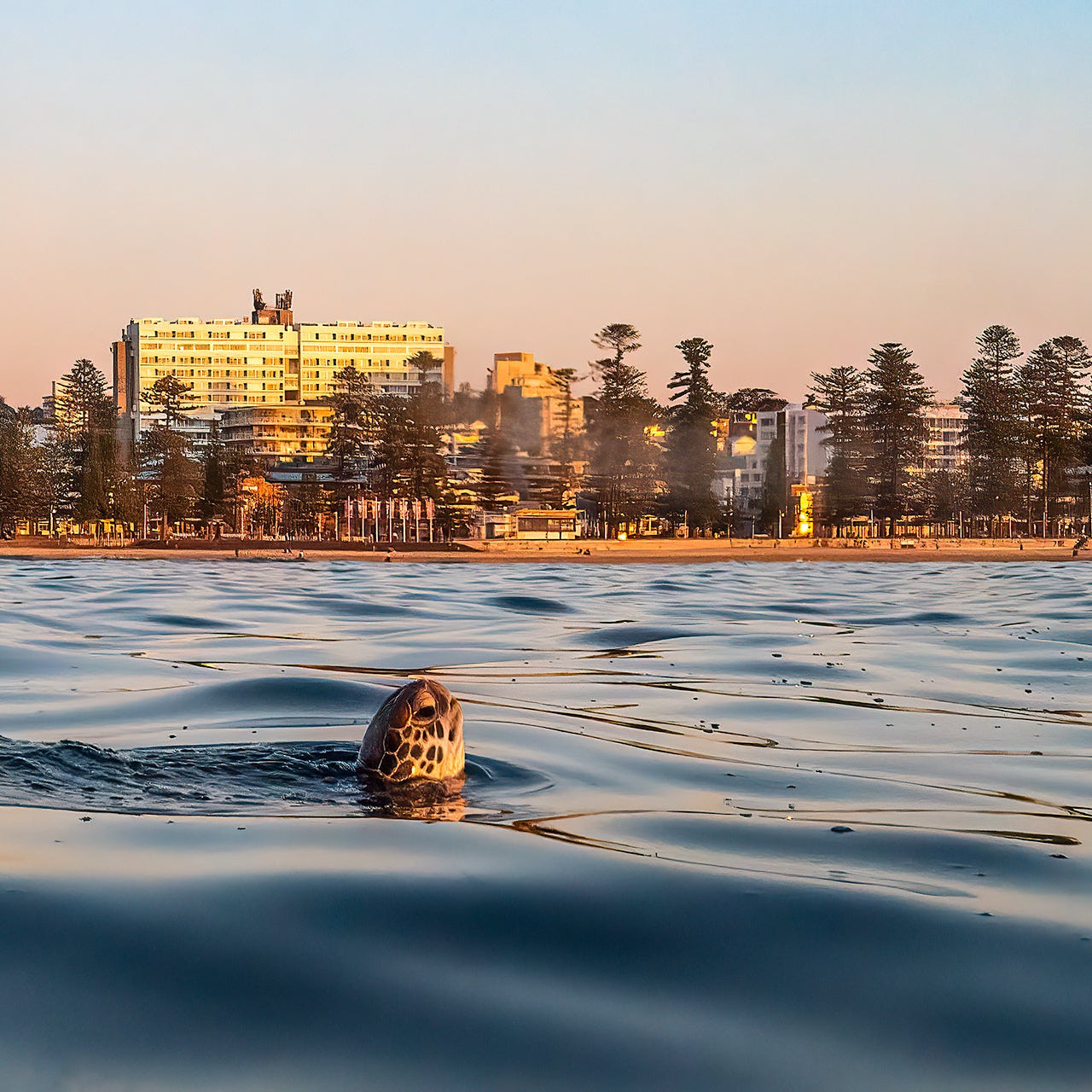 Turtle swimming in water with a skyline and trees in the background