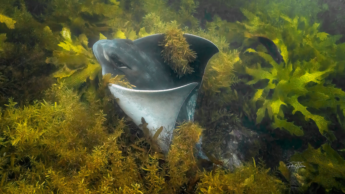 Southern Eagle Ray