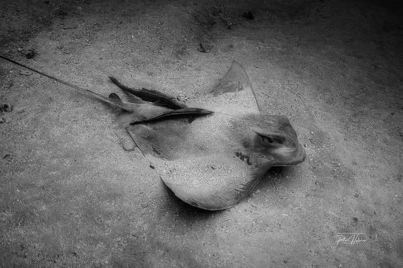 Southern Eagle Ray