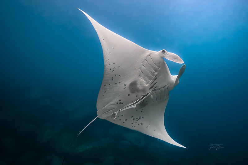 Manta Ray