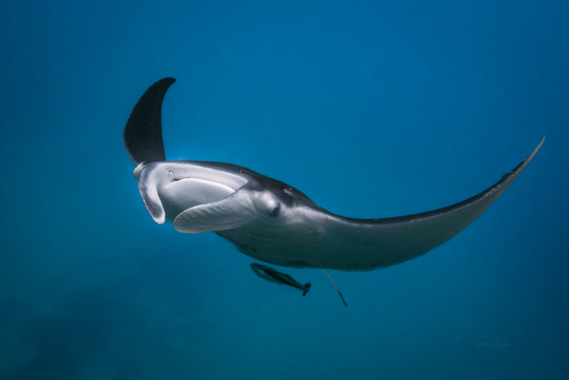 Manta Ray