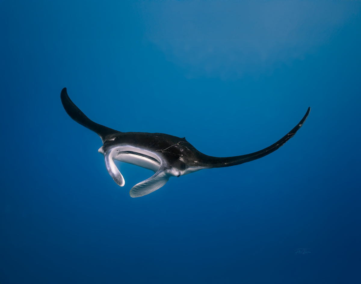 Ray