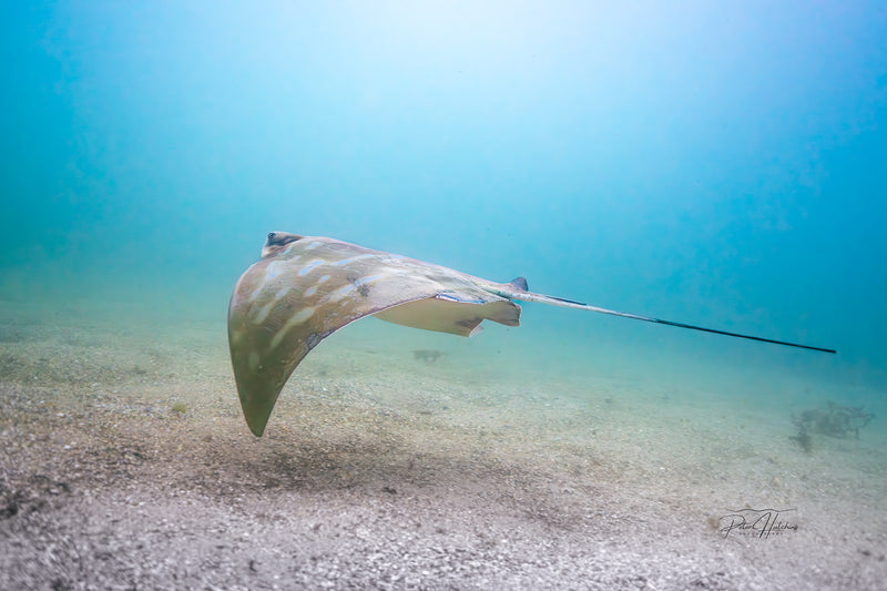 Southern Eagle Ray