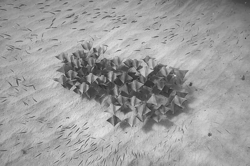 Cownose Rays