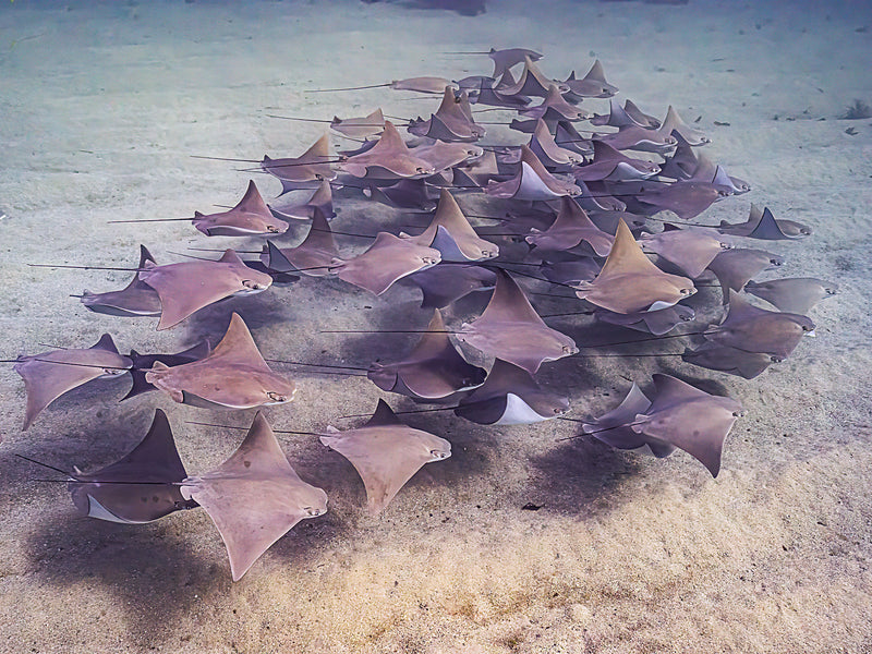 Cownose Rays