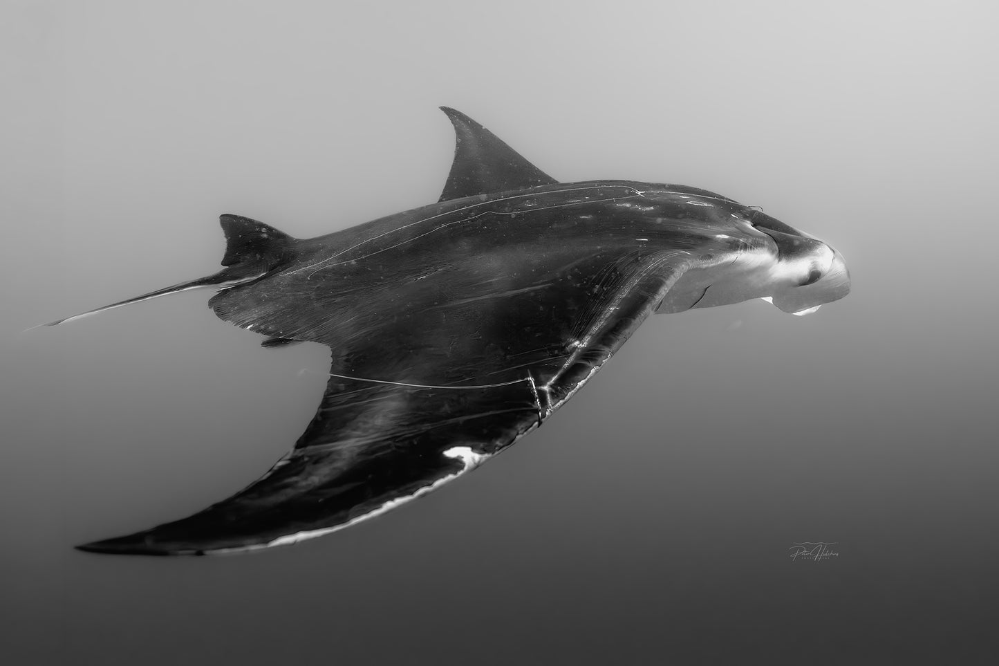 Manta in Motion – Triptych Set (3 Prints)