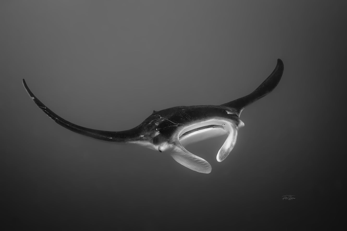 Manta in Motion – Triptych Set (3 Prints)