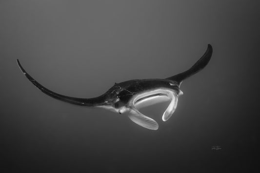 Manta in Motion – Triptych Set (3 Prints)