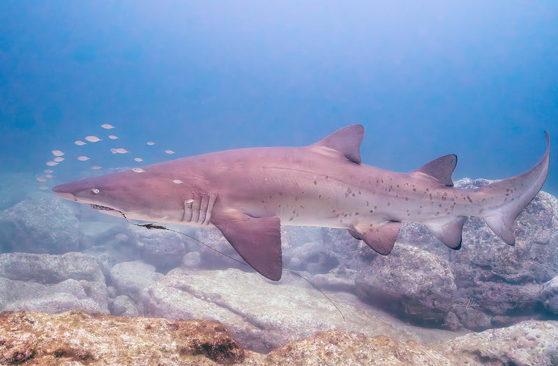 Grey Nurse Shark
